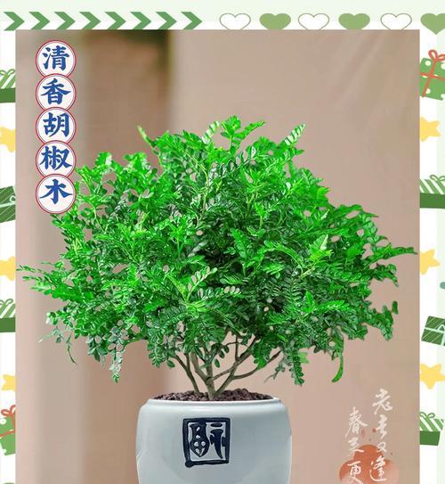 胡椒木修剪指南（掌握胡椒木修剪技巧，让植株更健康）