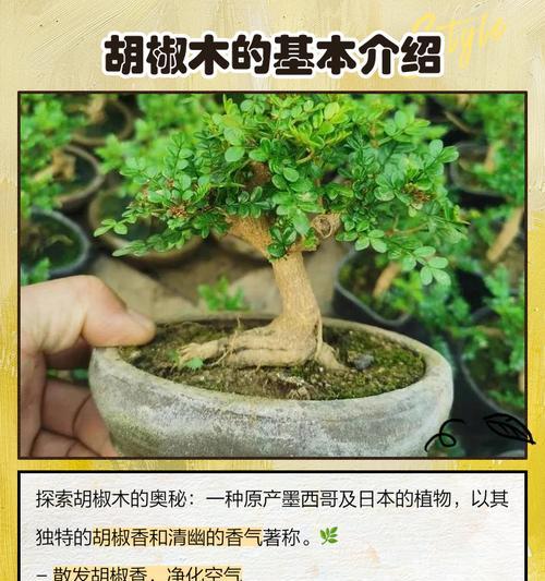 胡椒木修剪指南（掌握胡椒木修剪技巧，让植株更健康）