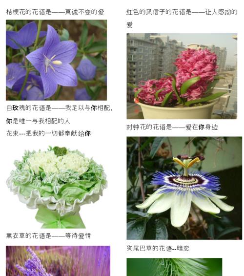 马铃薯种植时间与生长周期详解（知晓适宜的时间，让马铃薯收成更加丰硕）