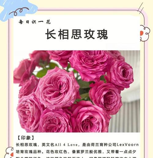 马铃薯种植时间与生长周期详解（知晓适宜的时间，让马铃薯收成更加丰硕）