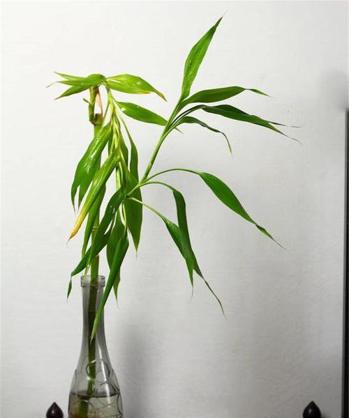 富贵竹不怕晒！阳光让它更壮观！（用阳光让富贵竹变得更健康，更美观）