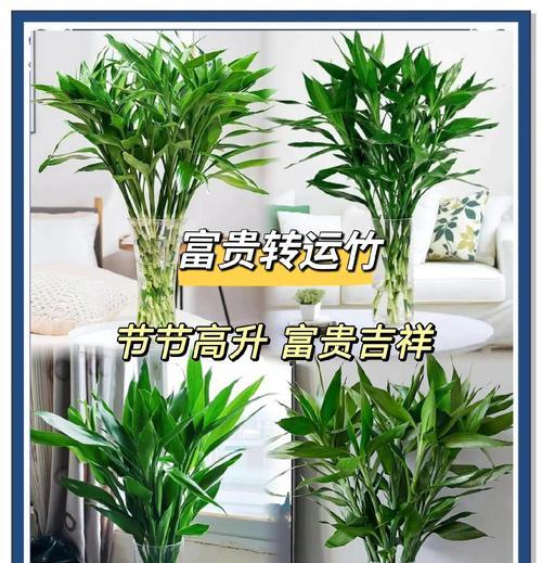 富贵竹不怕晒！阳光让它更壮观！（用阳光让富贵竹变得更健康，更美观）