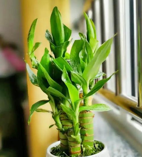 富贵竹不怕晒！阳光让它更壮观！（用阳光让富贵竹变得更健康，更美观）