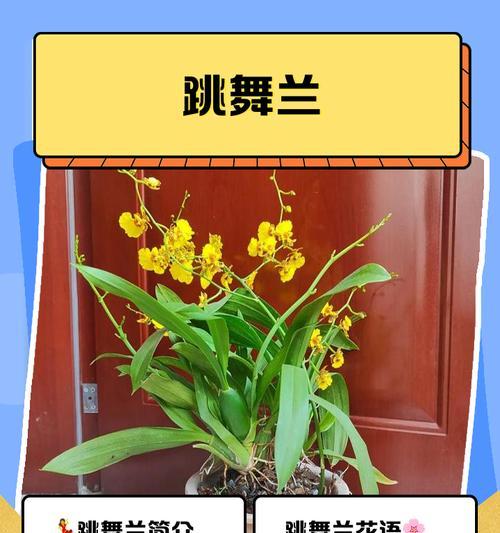 探秘金丝楠木的生长环境（金丝楠木生长地、气候和土壤分析）