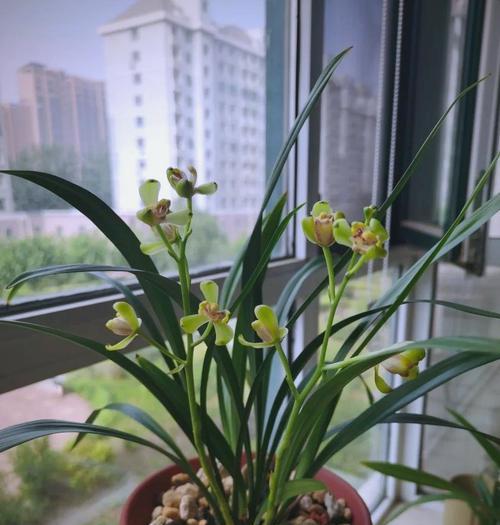 兰花移植的时间和方法掌握技巧（成败在此一举，养花达人必看！）