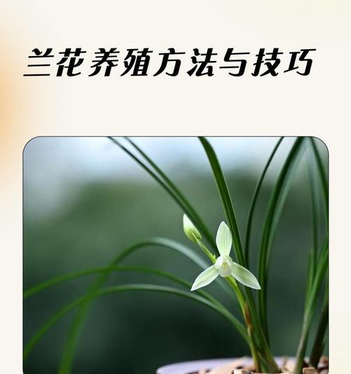 兰花移植的时间和方法掌握技巧（成败在此一举，养花达人必看！）