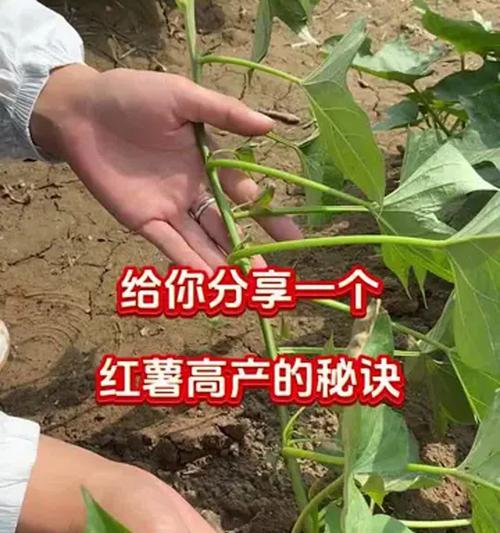 红薯追肥的最佳时期（红薯追肥时间表，让你一次搞定）