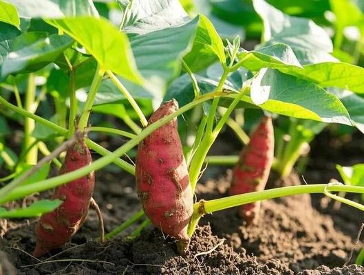红薯追肥的最佳时期（红薯追肥时间表，让你一次搞定）