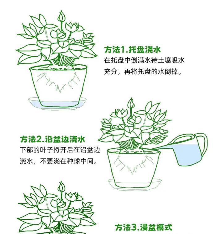 仙人掌的浇水方法（掌握正确的浇水技巧，让仙人掌更健康）