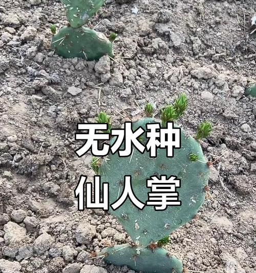 仙人掌的浇水方法（掌握正确的浇水技巧，让仙人掌更健康）