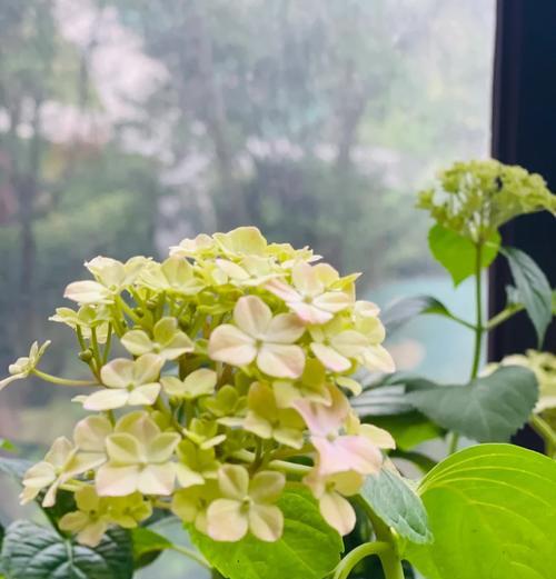 封闭阳台上适合养什么花？（探究封闭阳台上的花卉种植，为你打造美丽空间）
