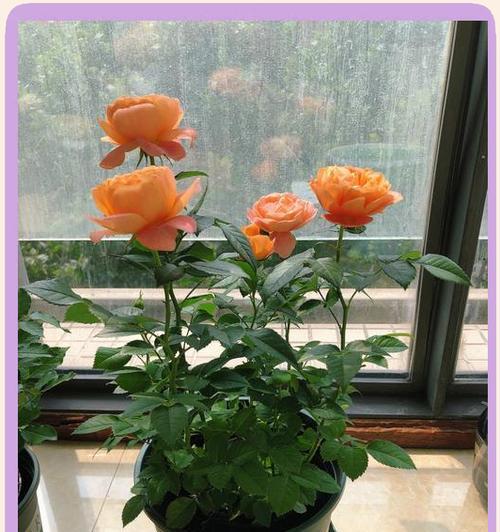 封闭阳台上适合养什么花？（探究封闭阳台上的花卉种植，为你打造美丽空间）