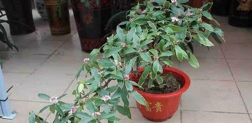 小玫瑰修剪方法详解（轻松打造花园中的美丽景观）