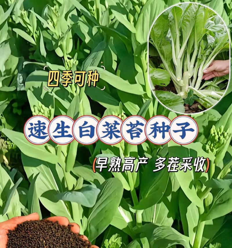 白菜成熟季节及种植技巧（冬季是白菜丰收的最佳时期，如何种植白菜才能获得高产？）