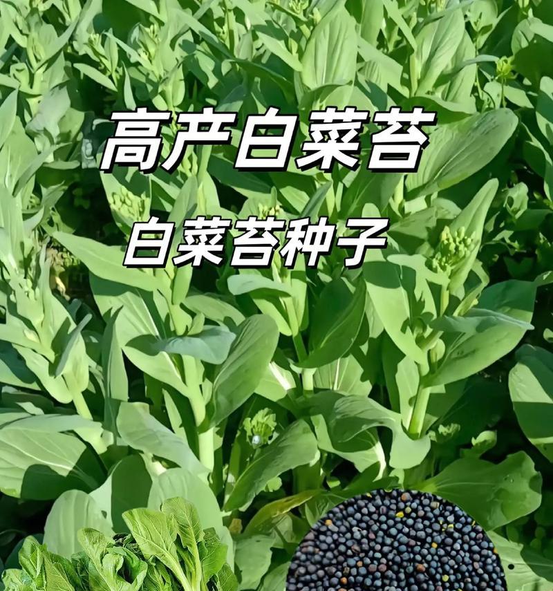 白菜成熟季节及种植技巧（冬季是白菜丰收的最佳时期，如何种植白菜才能获得高产？）