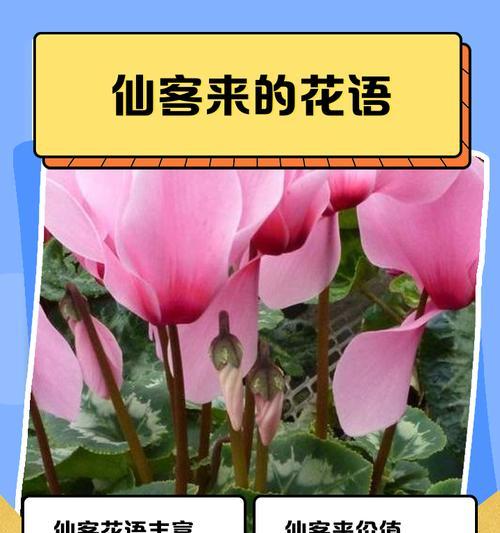 虞美人最佳播种时间及栽培技巧（探秘虞美人的生长习性和栽培要点，助你轻松培育出美丽花朵）