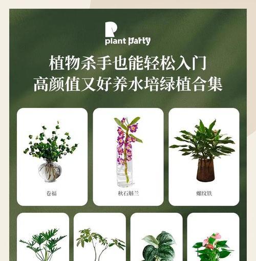 石斛水培养殖技巧（一文学会石斛水培养方法，让你轻松种出优质石斛）