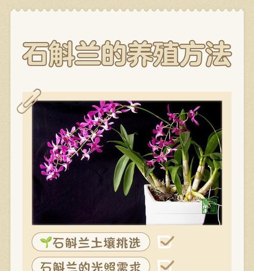 石斛水培养殖技巧（一文学会石斛水培养方法，让你轻松种出优质石斛）