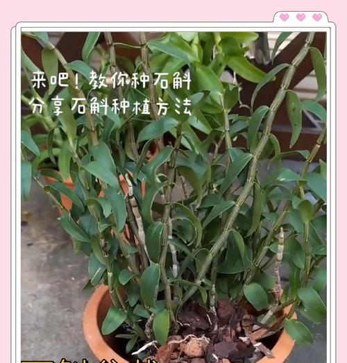 石斛水培养殖技巧（一文学会石斛水培养方法，让你轻松种出优质石斛）