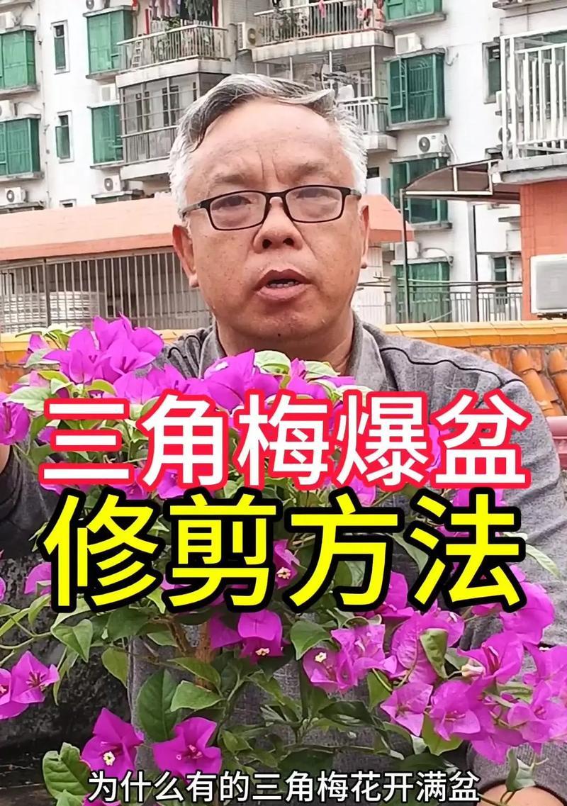 三角梅栽种方法与注意事项（打造美丽花园，快速掌握三角梅栽种技巧）