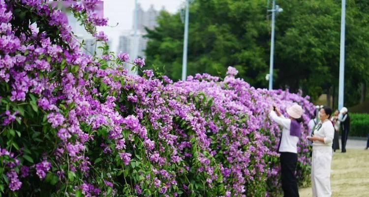 南宁花卉种植指南（打造南国花海，从家门口开始）