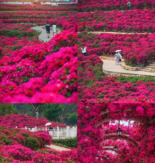 南宁花卉种植指南（打造南国花海，从家门口开始）