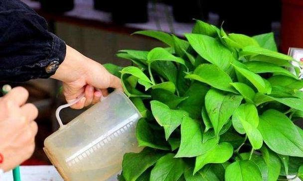 杜鹃花能否使用淘米水浇灌？（淘米水的肥力效果、杜鹃花的适应性和注意事项）