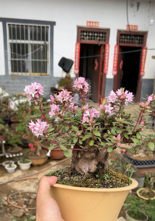 杜鹃花能否使用淘米水浇灌？（淘米水的肥力效果、杜鹃花的适应性和注意事项）