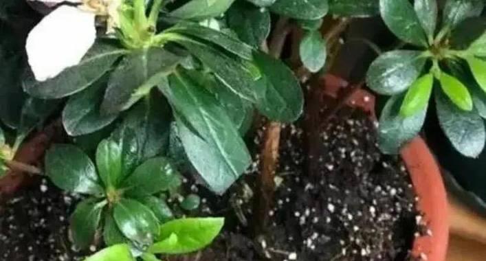 杜鹃花能否使用淘米水浇灌？（淘米水的肥力效果、杜鹃花的适应性和注意事项）