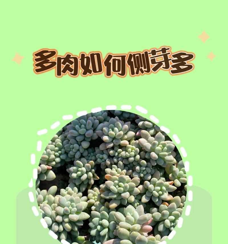 扶苗需早，侧芽勿急——关于桃蛋爆侧芽的方法与处理措施（提前预防，规范修剪，缓慢处理，全面治理）