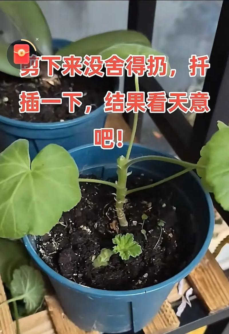 扶苗需早，侧芽勿急——关于桃蛋爆侧芽的方法与处理措施（提前预防，规范修剪，缓慢处理，全面治理）