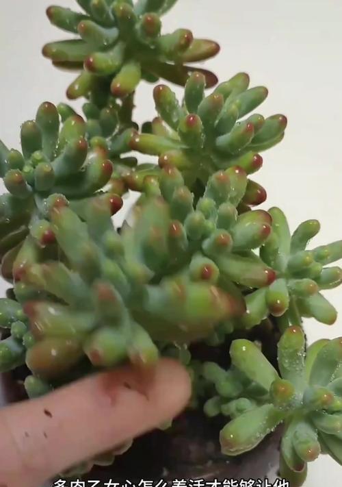 扶苗需早，侧芽勿急——关于桃蛋爆侧芽的方法与处理措施（提前预防，规范修剪，缓慢处理，全面治理）