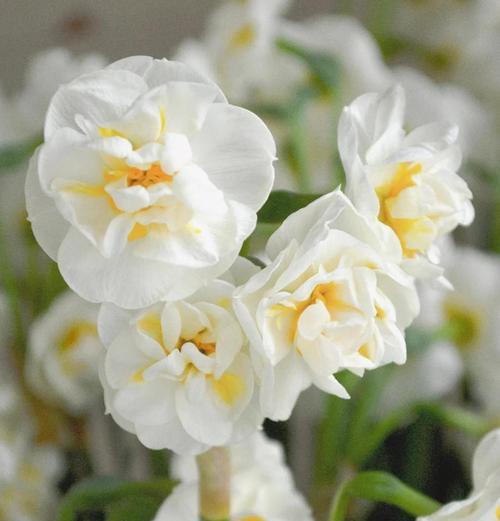 菠萝蜜核是否可以生吃？（了解菠萝蜜核的营养价值和食用方法）