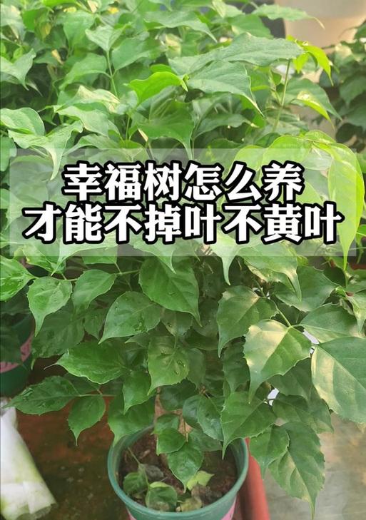 幸福树的冬季养护（“冬季养护”）