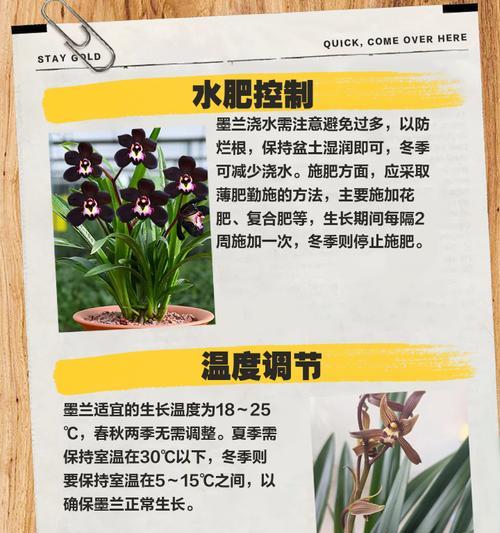 墨兰的种植方式——水培与土培的优劣比较