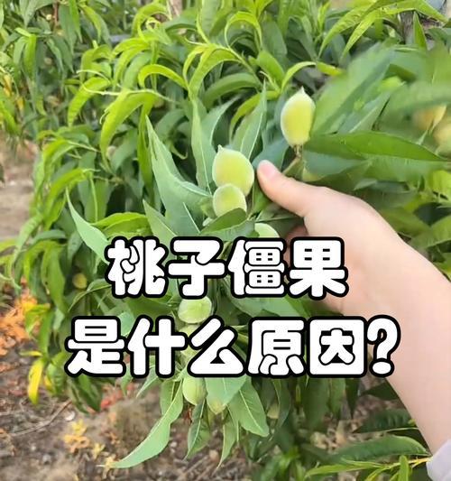 了解什么是桃子（形状、品种、营养全解析）