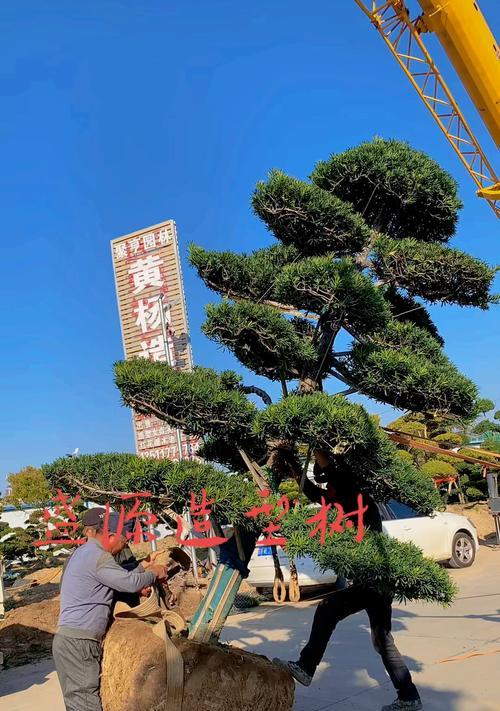 别墅庭院适合种什么树？（选择适合别墅环境的树种，打造独特的庭院）