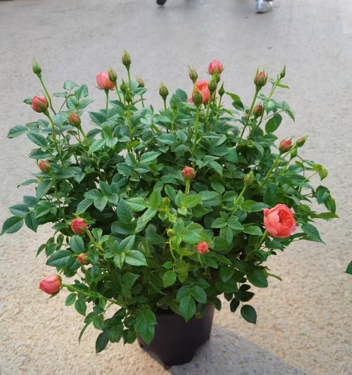 让家园绽放美丽月季花（家里可以种月季花，让生活更加精彩）