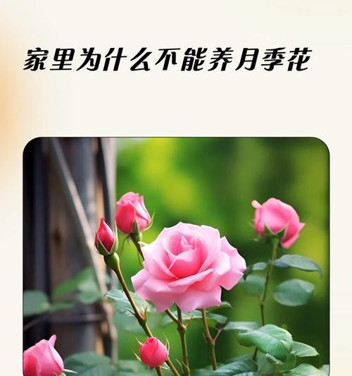 让家园绽放美丽月季花（家里可以种月季花，让生活更加精彩）