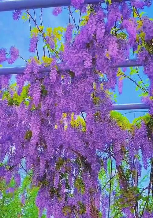 如何在家种植紫藤花？（打造美丽的紫藤花园，让家成为花海）