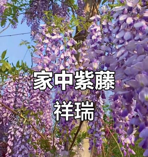 如何在家种植紫藤花？（打造美丽的紫藤花园，让家成为花海）