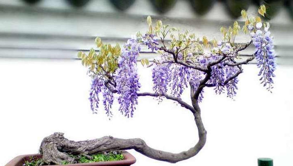 如何在家种植紫藤花？（打造美丽的紫藤花园，让家成为花海）