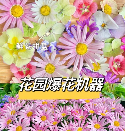 玛格丽特的花期及开花时间（迎接春天的首选之花）