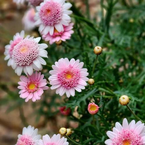 玛格丽特的花期及开花时间（迎接春天的首选之花）