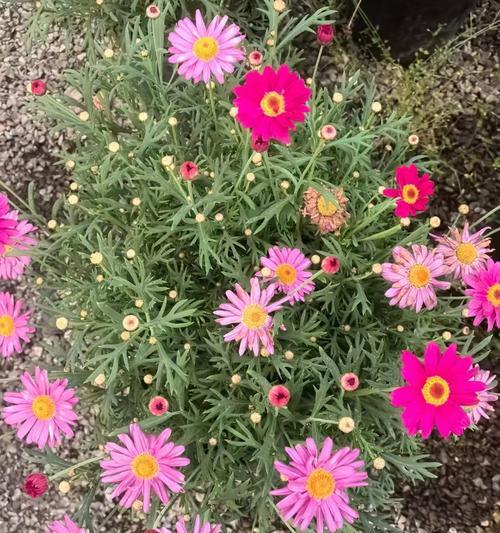 玛格丽特的花期及开花时间（迎接春天的首选之花）