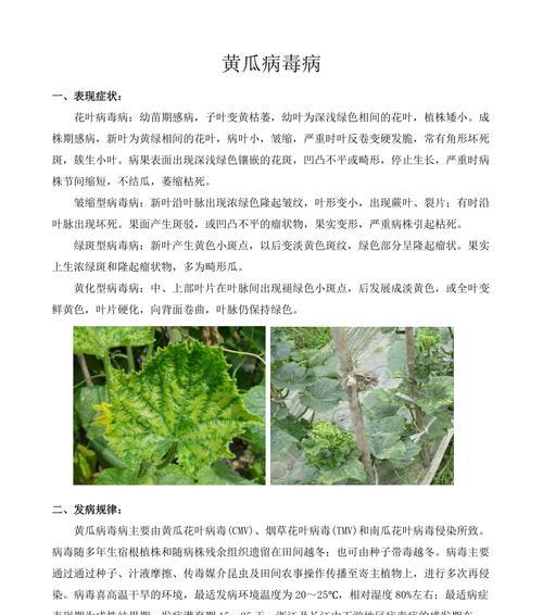 南瓜花叶病的防治方法（南瓜花叶病的症状及关键防治技巧）