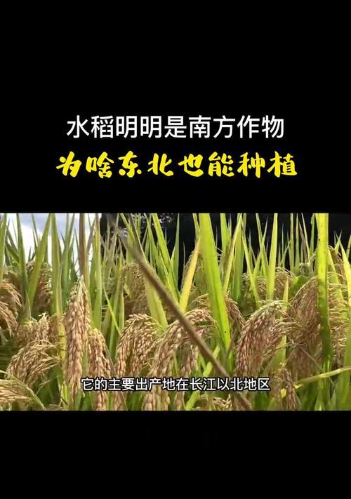 水稻的起源及演化（从古至今，水稻在哪里被驯化？）