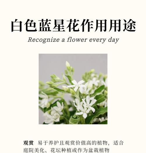 荷兰菊室内养护指南（室内养荷兰菊，让家更芳香）