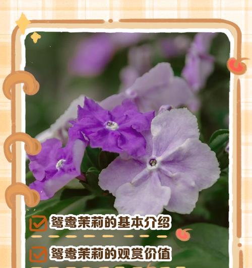 谢召兰花的养殖方法（打造美丽家园的秘诀）