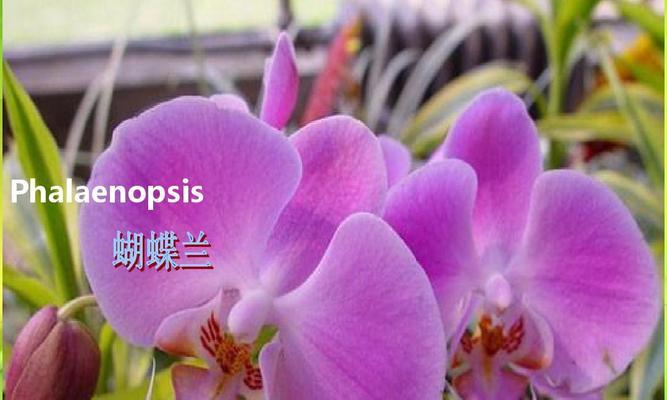 青叶碧玉的开花奇观（揭秘独特花形与花期的奥秘）
